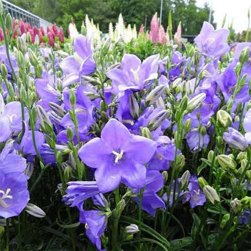 Clopoțel (Campanula) Blue imagine 1 articol 01349