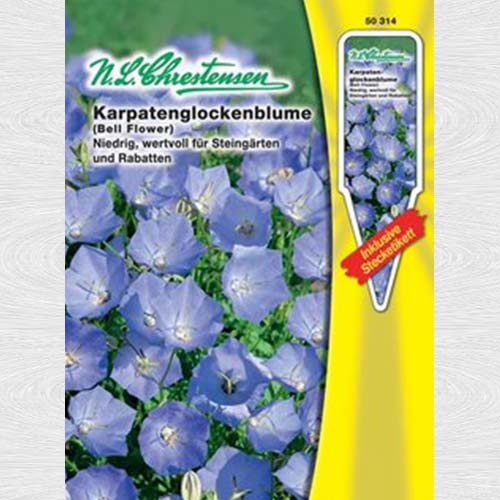 Clopoțel carpatin articol fotografie 1 Clopoțel carpatin imagine 1 articol 69263