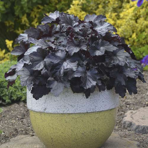 Clopoțel (Heuchera) Black Pearl, C2 imagine 1 articol 8538