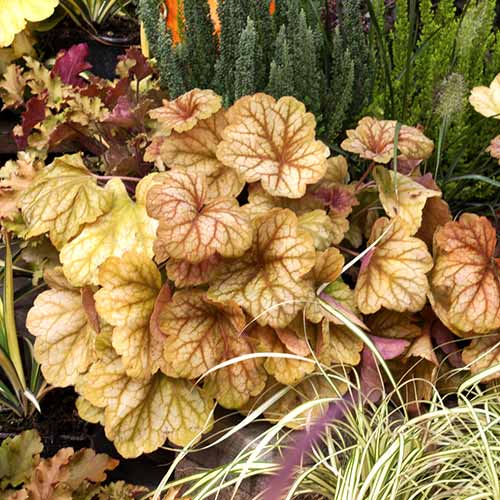 Clopoțel (Heuchera) Champagne, C2 imagine 1 articol 8539