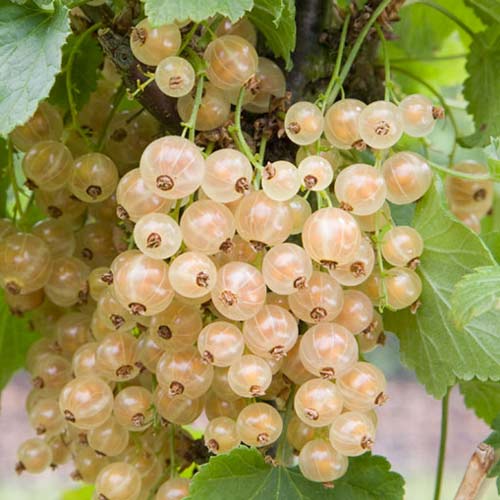 Coacăz alb pe tulpină Versailles imagine 1 articol 8008