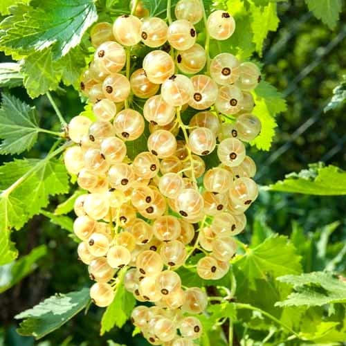 Coacăz alb Versaille, Р9 imagine 1 articol 7562