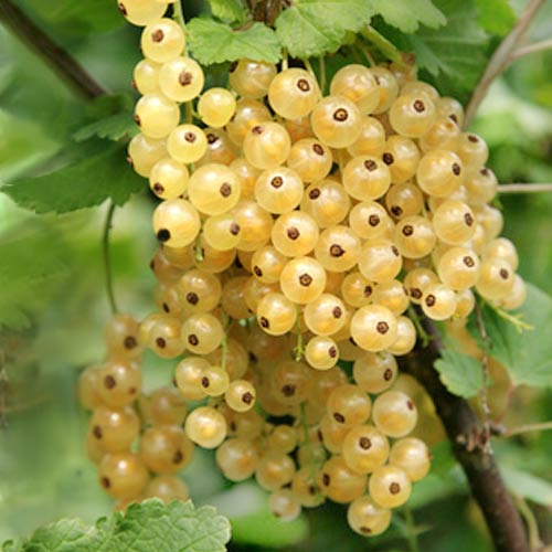 Coacăz alb Victoria imagine 1 articol 7597