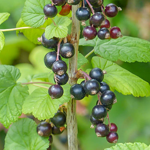 Coacăz negru Ben Lomond imagine 1 articol 7047