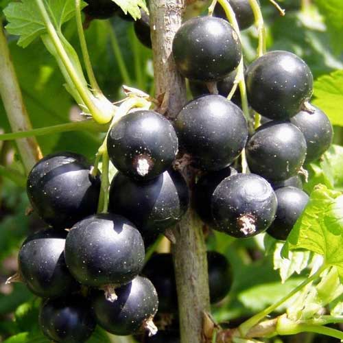 Coacăz negru Ben Tiran imagine 1 articol 7599