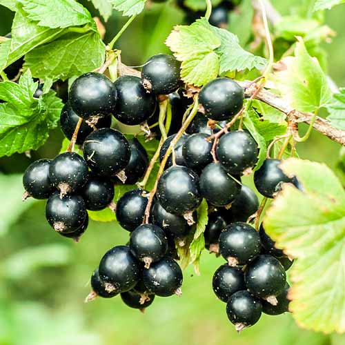 Coacăz negru Big Ben, Р9 imagine 1 articol 7575