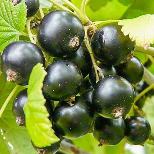 Coacăz negru Ruben articol fotografie 1 Coacăz negru Ruben imagine 1 articol 7580