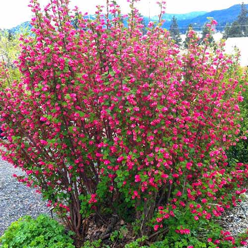 Coacăz ornamental King Edward VII articol fotografie 1 Coacăz ornamental King Edward VII imagine 1 articol 76655