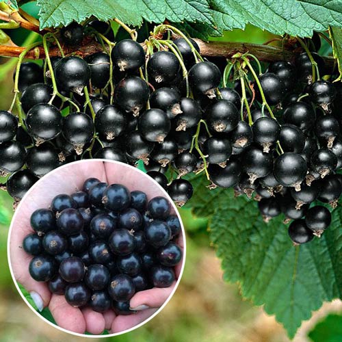 Coacăz pe tulpină înaltă Titania imagine 1 articol 9038_1