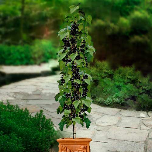 Coacăz negru pe tulpină Titania imagine 1 articol 8010