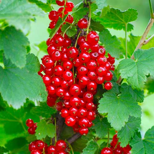 Coacăz roșu Rondom imagine 1 articol 7603