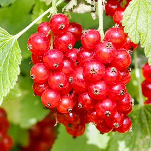 Coacăz roșu Rosetta imagine 1 articol 7604