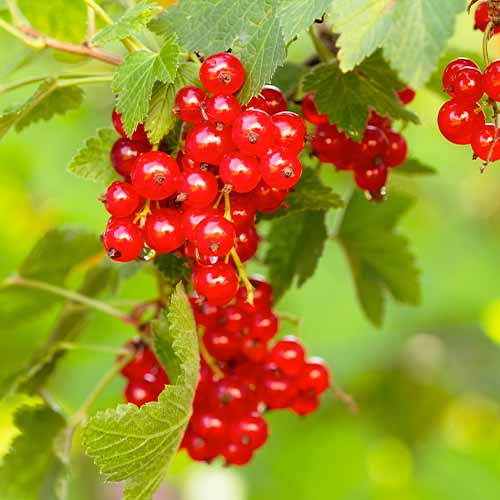 Coacăz roșu Rovada, Р9 imagine 1 articol 7570