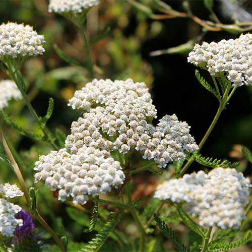 Coada șoricelului (Achillea) Kirchsk imagine 1 articol 01309