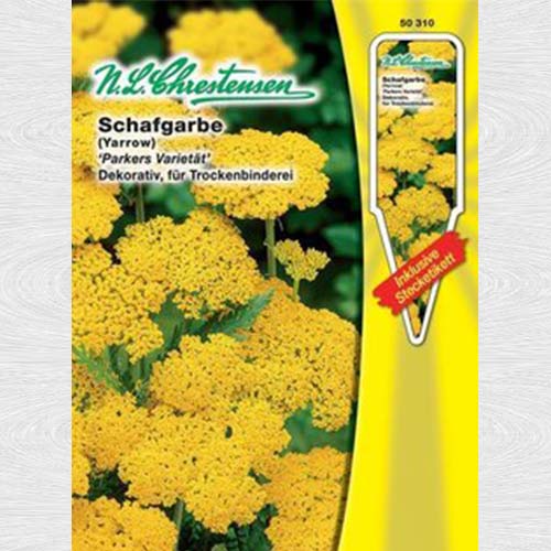 Coada șoricelului Parker's variety articol fotografie 1 Coada șoricelului Parker's variety imagine 1 articol 69230