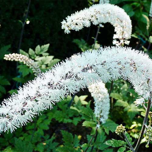 Cohoș negru imagine 1 articol 01421