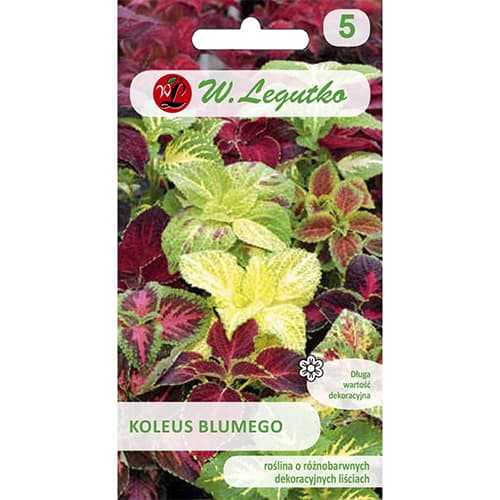 Coleus Standard, mix multicolor imagine 1 articol 69597