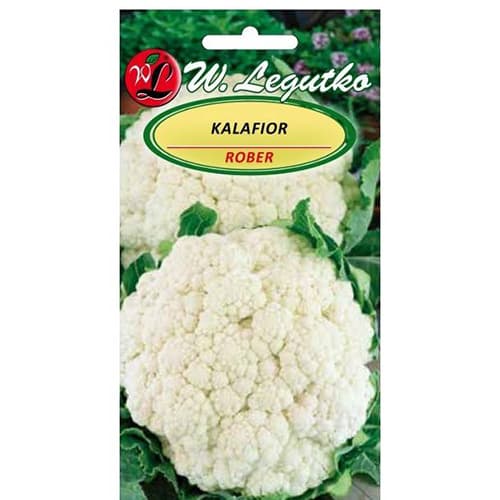 Conopidă Rober articol fotografie 1 Conopidă Rober imagine 1 articol 86870