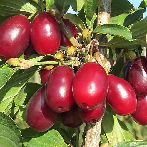 Corn (Cornus mas) Big Apple imagine 1 articol 9278