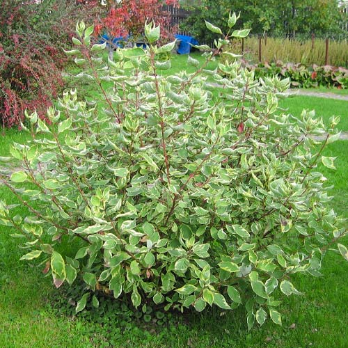 Cornus alba Elegantissima imagine 1 articol 9569