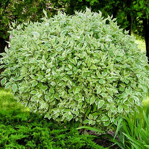 Cornus alba Elegantissima imagine 2 articol 9569