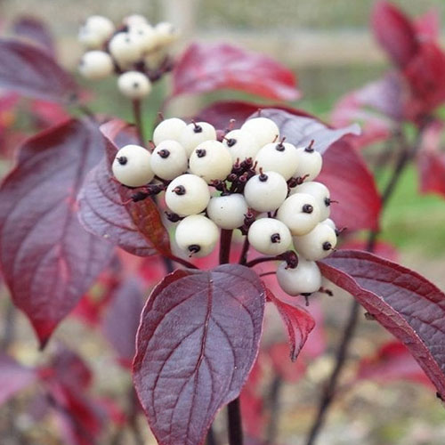 Cornus alba Kesselringii articol fotografie 1 Cornus alba Kesselringii imagine 1 articol 4425