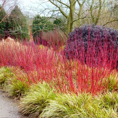 Cornus alba Kesselringii articol fotografie 2 Cornus alba Kesselringii imagine 2 articol 4425