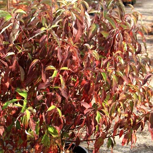 Cornus alba Red Gnome articol fotografie 1 Cornus alba Red Gnome imagine 1 articol 4426