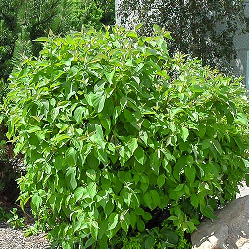 Cornus alba Siberian pearls imagine 1 articol 9044