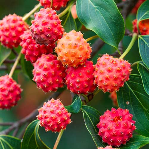 Cornus florida imagine 1 articol 2364