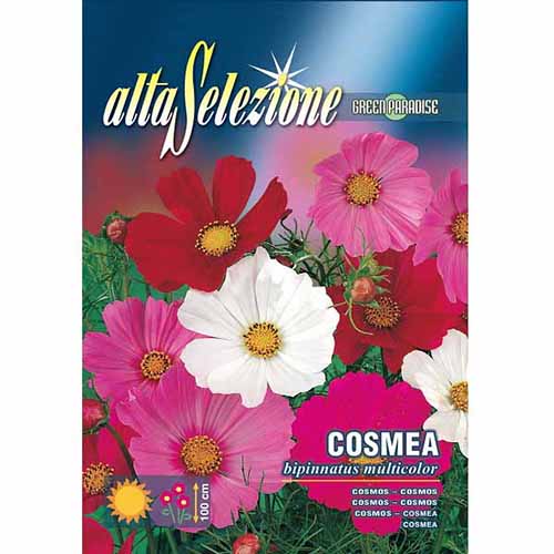 Cosmos (Mărărițe) mix multicolor articol fotografie 1 Cosmos (Mărărițe) mix multicolor imagine 1 articol 96331