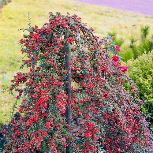 Cotoneaster Coral Beauty imagine 1 articol 9528