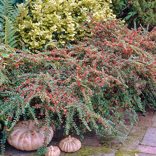 Cotoneaster Coral Beauty imagine 2 articol 9528