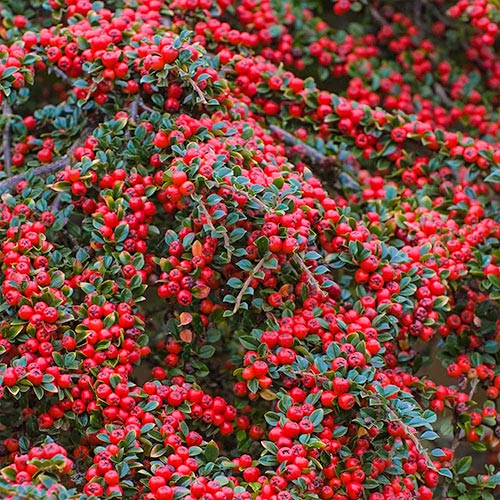 Cotoneaster Horizontalis articol fotografie 1 Cotoneaster Horizontalis imagine 1 articol 9579