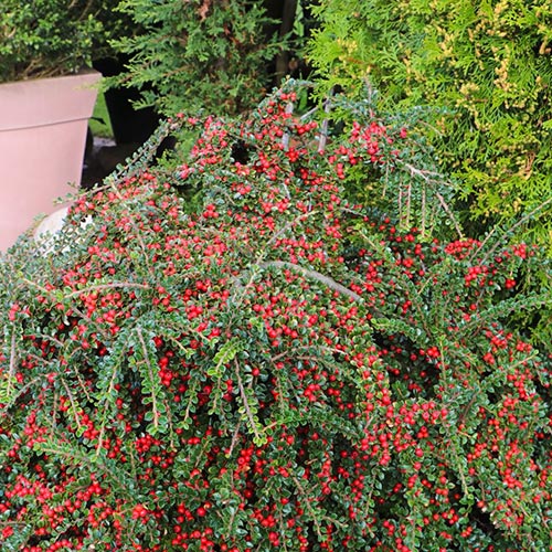 Cotoneaster Horizontalis articol fotografie 2 Cotoneaster Horizontalis imagine 2 articol 9579