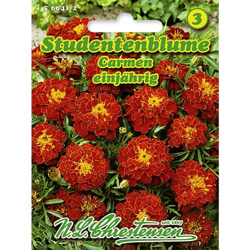 Crăițe pitice Carmen imagine 1 articol 86204