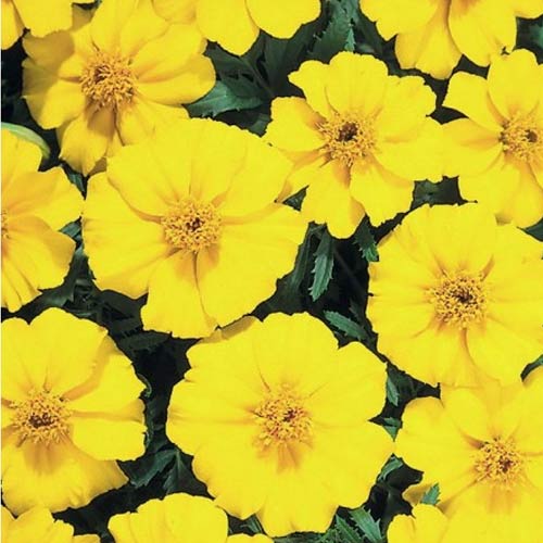 Crăițe Sunny articol fotografie 1 Crăițe Sunny imagine 1 articol 78506