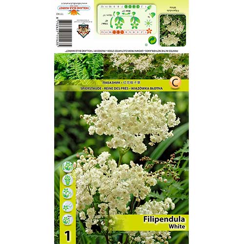 Crețușcă (Filipendula) Alba imagine 1 articol 70387