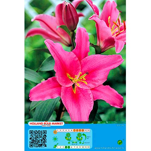 Crin Acapulco articol fotografie 1 Crin Acapulco imagine 1 articol 76465