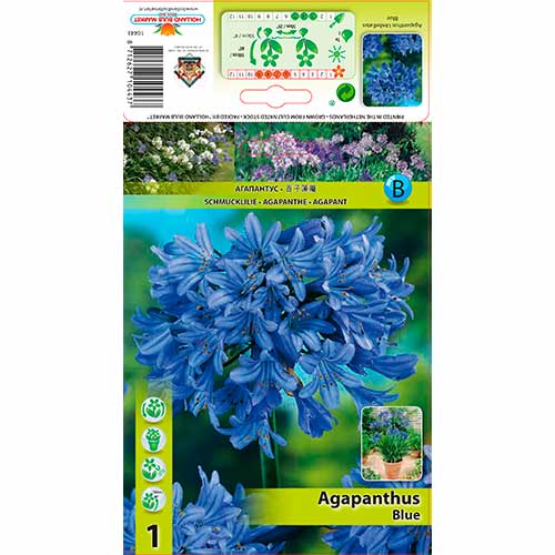 Crin african (Agapanthus) Blue articol fotografie 1 Crin african (Agapanthus) Blue imagine 1 articol 76157