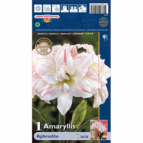 Crin de cameră (Amaryllis) Aphrodite imagine 1 articol 76002