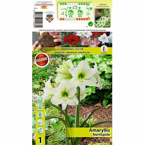 Crin de cameră (Amaryllis) Northpole imagine 1 articol 70478