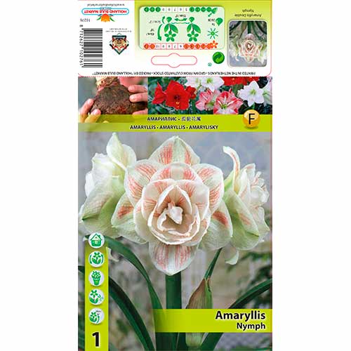 Crin de cameră (Amaryllis) Nymph imagine 1 articol 70328