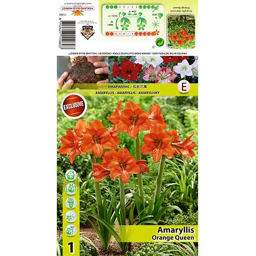 Crin de cameră (Amaryllis) Orange Queen imagine 1 articol 70477