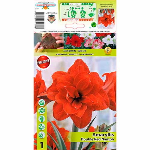 Crin de cameră (Amaryllis) Red Nymph imagine 1 articol 70330