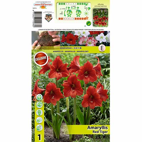 Crin de cameră (Amaryllis) Red Tiger imagine 1 articol 70331