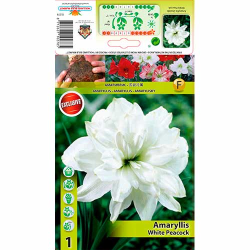 Crin de cameră (Amaryllis) White Peacock imagine 1 articol 76556