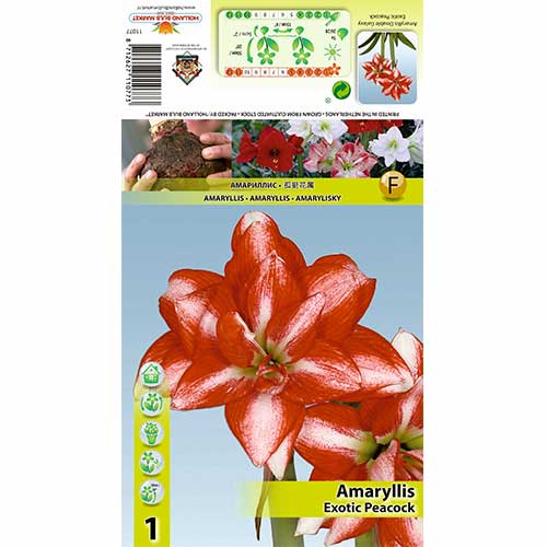 Crin de cameră (Amaryllis) Exotic Peacock imagine 1 articol 70324