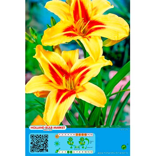 Crin de o zi (Hemerocallis) Bonanza imagine 1 articol 76454