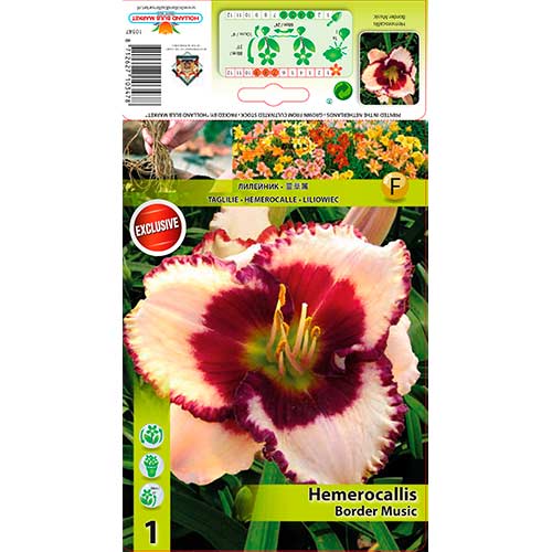 Crin de o zi (Hemerocallis) Border Music imagine 1 articol 70412